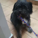 Gizmo 328/2026