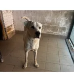 Bacik