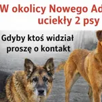 Zaginął pies, Łódź, 21 sierpnia 2026