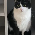Kitula
