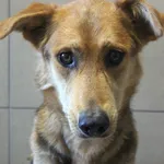Pies do adopcji, Grudziądz, 12 lipca 2026