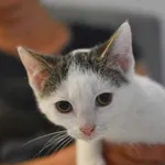 Kot do adopcji, Głowno, 23 sierpnia 2026