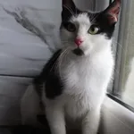 Kot do adopcji, Grudziądz, 27 lipca 2026
