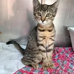 Kot do adopcji, Racławice, 20 sierpnia 2026