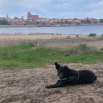 Zaginął pies, Toruń, 24 sierpnia 2026