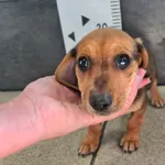 Przyjęty: 2026-08-24 Gmina: Bukowina Tatrzańska Płeć: Suka Opis: mieszaniec, brązowe
