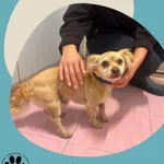 Snupi