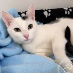 Kot do adopcji, Chełmek, 6 sierpnia 2026