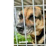 Pies do adopcji, Przyborówko, 30 września 2026