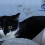 Kot do adopcji, Szczecin, 11 sierpnia 2026