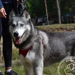 Pies do adopcji, Chełmek, 28 lipca 2026