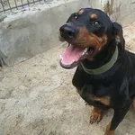 Ozi
