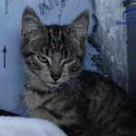 Kot do adopcji, Szczecin, 11 sierpnia 2026