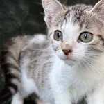 Kot do adopcji, Pieczyska, 27 sierpnia 2026