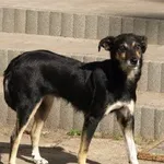 Lusia
