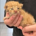 Bubi