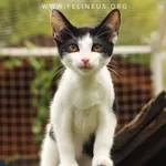 Kot do adopcji, Rzeszów, 31 sierpnia 2026