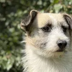 Pies do adopcji, Pieczyska, 30 sierpnia 2026