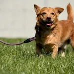 Pies do adopcji, Piła, 27 maja 2026