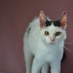 Kot do adopcji, Chełmek, 23 lipca 2026