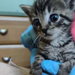 Kot do adopcji, Racibórz, 31 lipca 2026