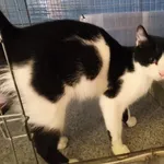 Kot do adopcji, Racibórz, 13 sierpnia 2026