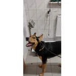 Azor