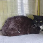 Zorro ID: 6697