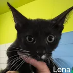 Kot do adopcji, Racibórz, 8 sierpnia 2026