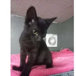 Zorro