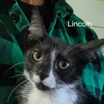 Kot do adopcji, Racibórz, 8 sierpnia 2026