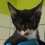 Kot do adopcji, Racibórz, 8 sierpnia 2026