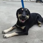 Pies do adopcji, Racibórz, 6 sierpnia 2026