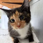 Kot do adopcji, Bełchatów, 3 sierpnia 2026