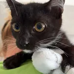 Kot do adopcji, Bełchatów, 3 sierpnia 2026