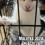 Kot do adopcji, Radom, 1 września 2026