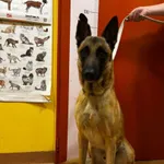Piesek znaleziony w Czerwonaku