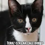 Kot do adopcji, Radom, 3 września 2026