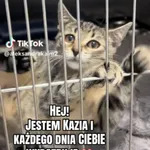 Kot do adopcji, Radom, 1 września 2026