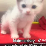 Kot do adopcji, Radom, 3 września 2026