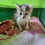 Kot do adopcji, Orzechowce, 21 września 2026