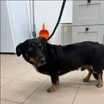 Pułek/Max