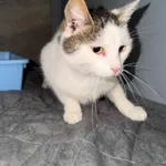 Kot do adopcji, Ciosny, 10 września 2026
