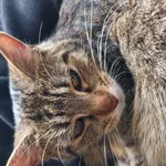 Kitka