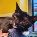 Filemon