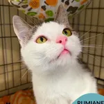Rumianek