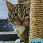 Kartofelek