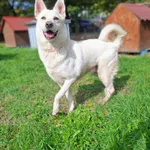 Pies do adopcji, Bydgoszcz, 13 września 2026