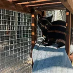 Kot do adopcji, Tychy, 15 lipca 2026