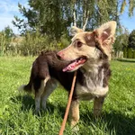 Pies do adopcji, Bełchatów, 14 sierpnia 2026